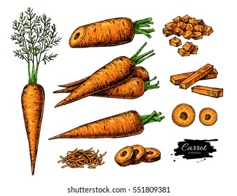 Carrot hand drawn vector illustration set. Isolated Vegetable artistic style object with sliced pieces. Detailed vegetarian food drawing. Farm market product. Great for menu, label, icon