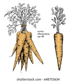 Carrot hand drawn vector illustration set. Retro Vegetable engraved style object. Can be use for menu, label, farm market
