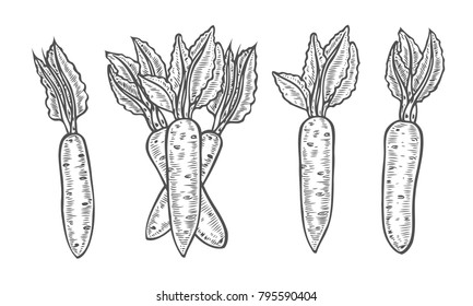 Carrot hand drawn vector illustration set. Isolated Vegetable engraved style object. Farm market product. Great for menu, label, icon, Detailed vegetarian food drawing.