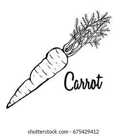 carrot hand drawn vector. organic eco vegetable food