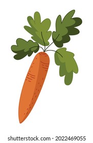 Icono de zanahoria en un estilo plano dibujado a mano aislado en un fondo blanco. Ilustración vectorial. 