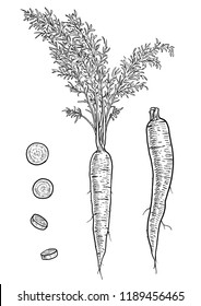 Carrot Illustration, Drawing, Engraving, Ink, Line Art, Vector