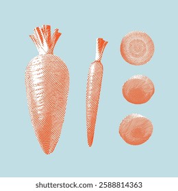 Carrot illustration, line drawing on light blue background.