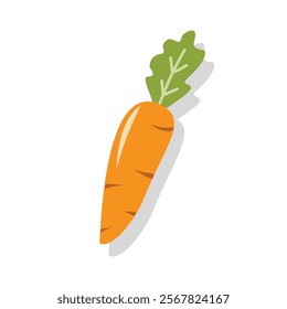 Carrot illustration. Vitamin A. Vegetable illustration. Organic vegetable. Vegetable element. Carrot element. Healthy food. Healthy vegetable.