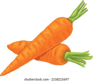 Carrot. Image of a ripe carrot. Vitamin vegetable. Organic food. Orange carrots. Vector illustration isolated on a white background