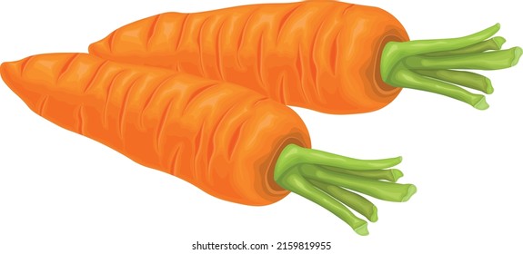 Carrot. Image of a ripe carrot. Vitamin vegetable. Organic food. Orange carrots. Vector illustration isolated on a white background