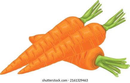 Carrot. Image of a ripe carrot. Vitamin vegetable. Organic food. Orange carrots. Vector illustration isolated on a white background