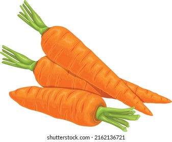 Carrot. Image of a ripe carrot. Vitamin vegetable. Organic food. Orange carrots. Vector illustration isolated on a white background