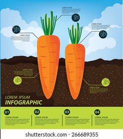 carrot , infographics. vegetables vector illustration.