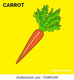 Carrot isolated. Classic vector drawing