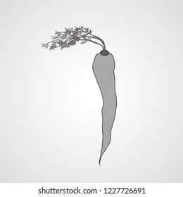 Carrot isolated flat vector image