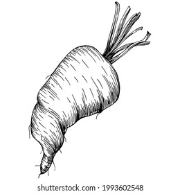 Carrot Isolated hand drawn illustration. Vegetable engraved style. Sketch vegetarian food drawing. Farm market product. The best for design logo, menu, label, icon, stamp.