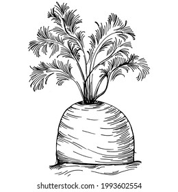 Carrot Isolated hand drawn illustration. Vegetable engraved style. Sketch vegetarian food drawing. Farm market product. The best for design logo, menu, label, icon, stamp.
