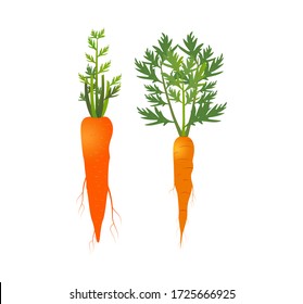 Carrot isolated. Carrot icon. Carrots in hand and washing with water. Fresh carrot for package design element. Vegetables abstract background. Carrots. Vector illustration of single Carrot. Closeup.