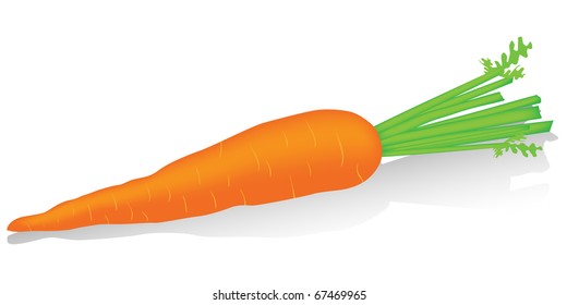 Carrot isolated on the white
