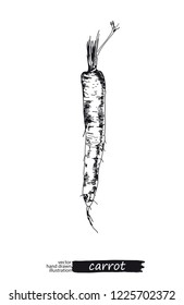 Carrot isolated on white background. Vector sketches hand drawn illustration. Flyer, booklet advertising and design.