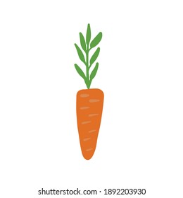 Carrot isolated on white background. Orange fresh vegetable hand drawn cartoon illustration. Healthy lifestyle. Vegetarian food diet menu. Organic kitchen. Vitamin raw snack lunch. 