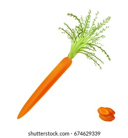 Carrot isolated on white background. High quality vector illustration.