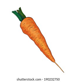 Carrot isolated on white in vector