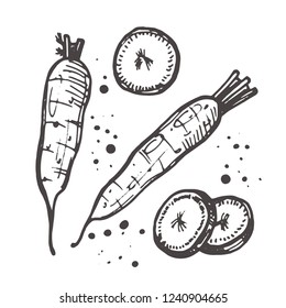 Carrot isolated set. Hand drawn vector illustration. Can be used for street festival, farmers market, country fair, shop, menu, cafe, restaurant, poster, banner.