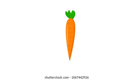 Carrot isolated vector illustration