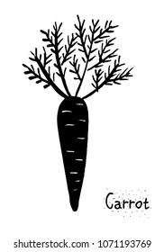 Carrot isolated vector illustration