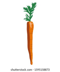 Carrot isolated vector vertical icon on white color background. Popular vegitable.  Vegetarian Food. Can be used for T-shirts, aprons, fabrics, wripping, logos, banners, flyers, stickers, posters. 