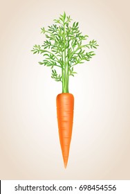 Carrot isolated Vegetable vector illustration