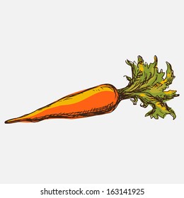 Carrot isolated.Simple sketch icon.Doodle,cartoon drawing illustration.Vegetable.Food.White background.Vintage.Retro style - vector