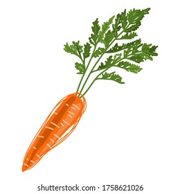 Carrot. Juicy delicious healthy root vegetable. orange vegetable with foliage. Healthy vegetarian food. Bio-product. Vector illustration isolated on a white background for design and web.