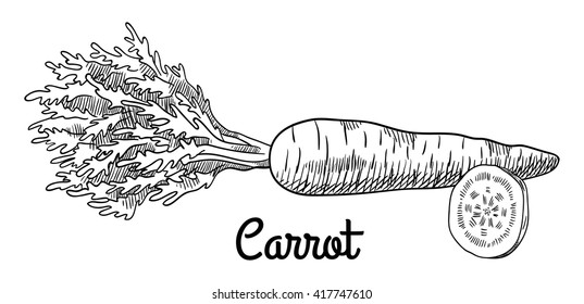 Carrot with leaves and sliced piece of carrot. Isolated
