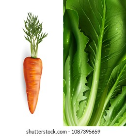 Carrot and lettuce. Vector illustration