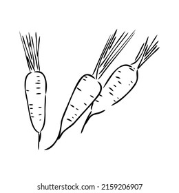 carrot line vector illustration, isolated on white background,top view