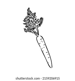 carrot line vector illustration, isolated on white background,top view