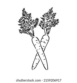 carrot line vector illustration, isolated on white background,top view