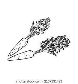 carrot line vector illustration, isolated on white background,top view