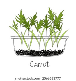 Carrot micro greens. Organic raw vegan healthy food. Vegan dinner ingredient. Healthy nutrition herb spice vector illustration. Micro greens growing in a transparent container on white background