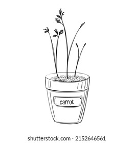 Carrot microgreen pots in sketch style on white background. Healthy organic vegan food. Nature vintage vector set. Fresh vegetable. Hand drawn illustration.
