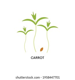 Carrot microgreens and seed vector illustration. Superfood, home gardening, baby greens. Can be used for topics like seed germination, healthy food, gastronomy
