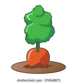 Carrot on Soil in White Background