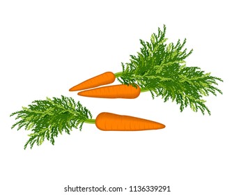 Carrot on white background