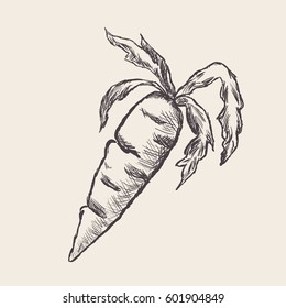 carrot on a white background

