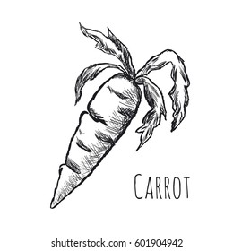 carrot on a white background

