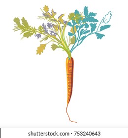 carrot on white background
