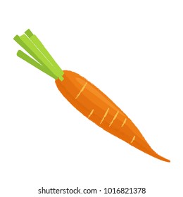 carrot on white background. Vector