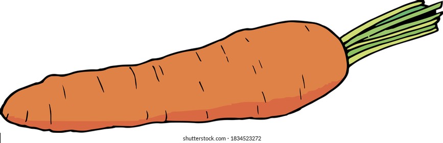 Zanahoria sobre fondo blanco. Imagen vectorial.