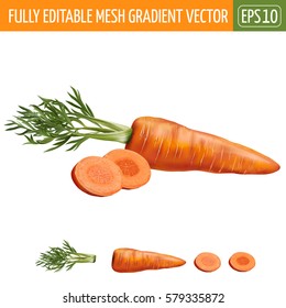 Carrot on white background. Vector illustration