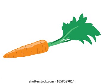 Carrot on white isolated background. Icon Vector flat  illustration. Cartoon 
Concept of healthy food, vegetable 
for magazine, farmers market, vegetarian salad recipe design, web. 
