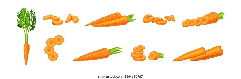 Carrot as Orange Root Vegetable Whole and Sliced Vector Set