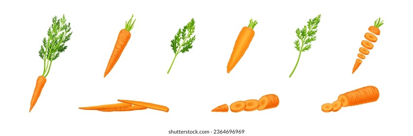 Carrot as Orange Root Vegetable Whole and Sliced Vector Set